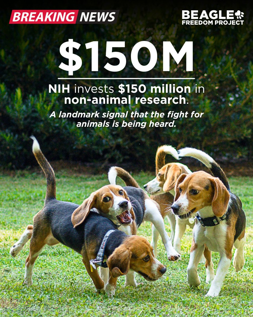 Beagle Freedom Project tweet media