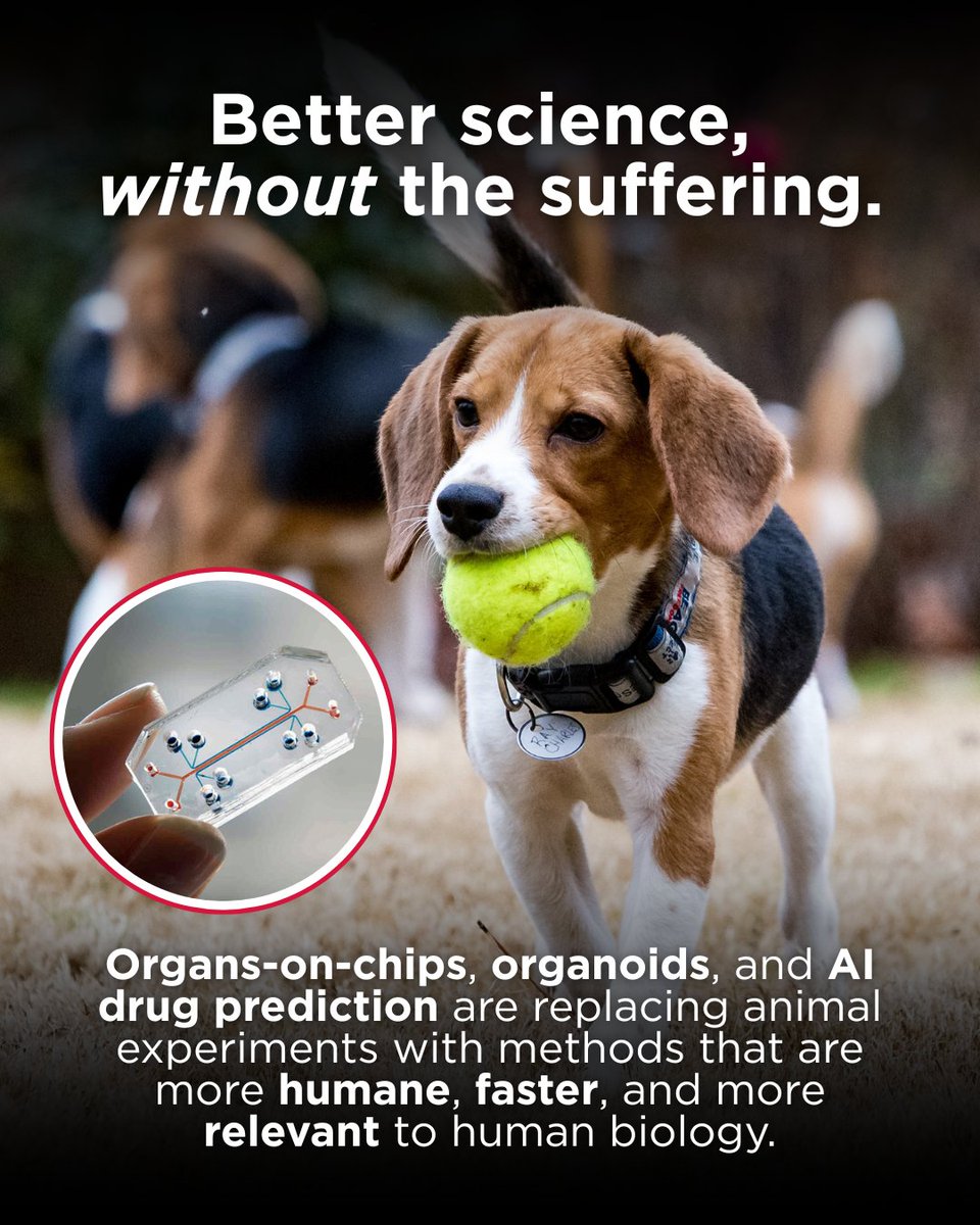 Beagle Freedom Project tweet media