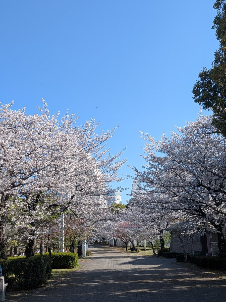 kaho & tomo tweet media