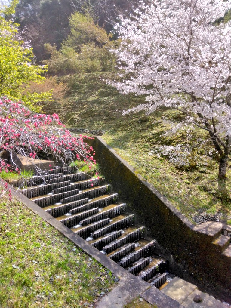 魚が用水路を上って行けるように、こうして作っているんですね。しかも美しく…いいですね。