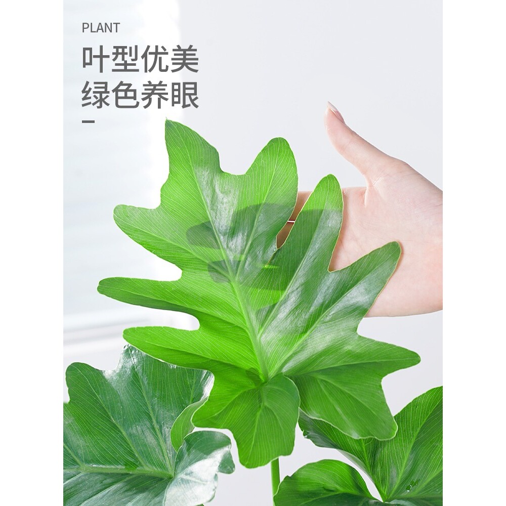 zhulepnikov tweet media