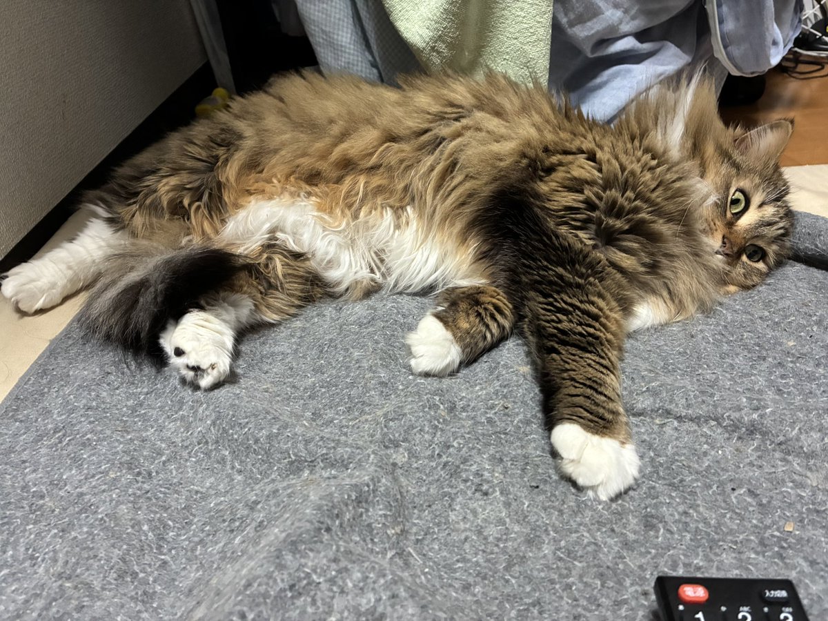 猫のノチェロ tweet media