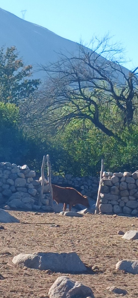 Alvaro Simon Padros tweet media