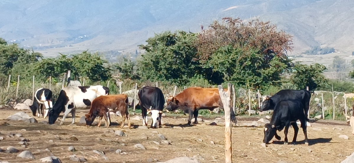 Alvaro Simon Padros tweet media