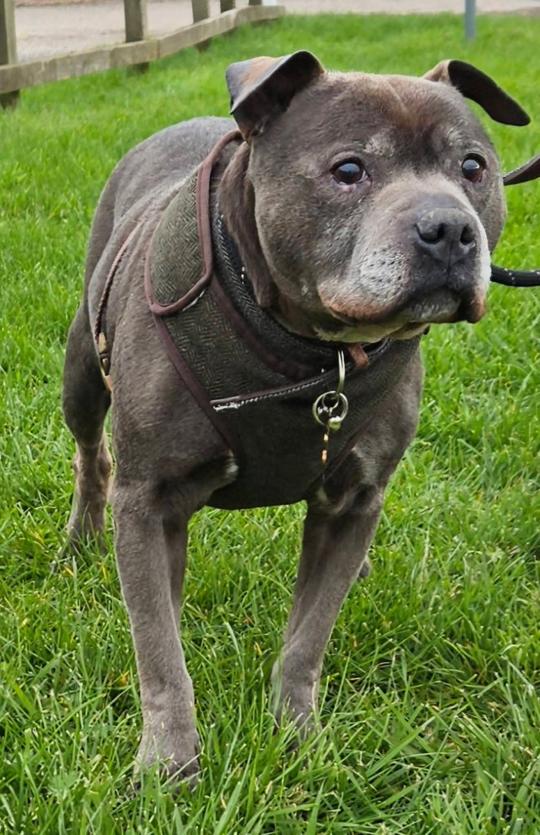 Senior Staffy Club Dog Rescue tweet media