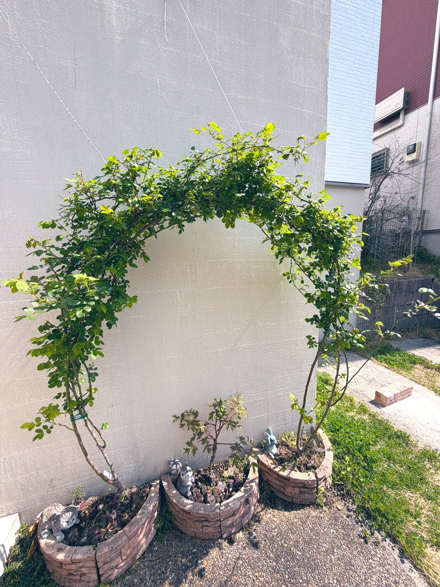 ぱん田うさぎ tweet media