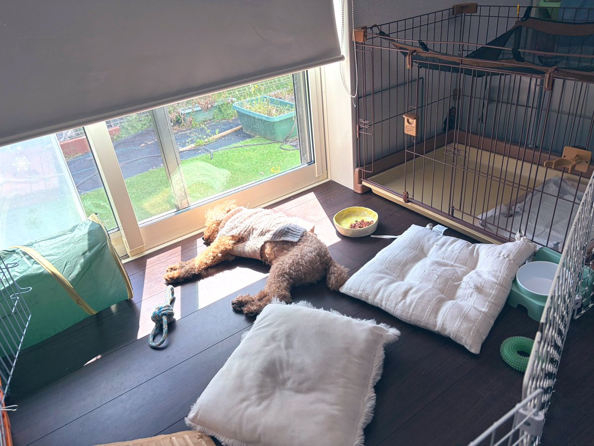 ぱん田うさぎ tweet media