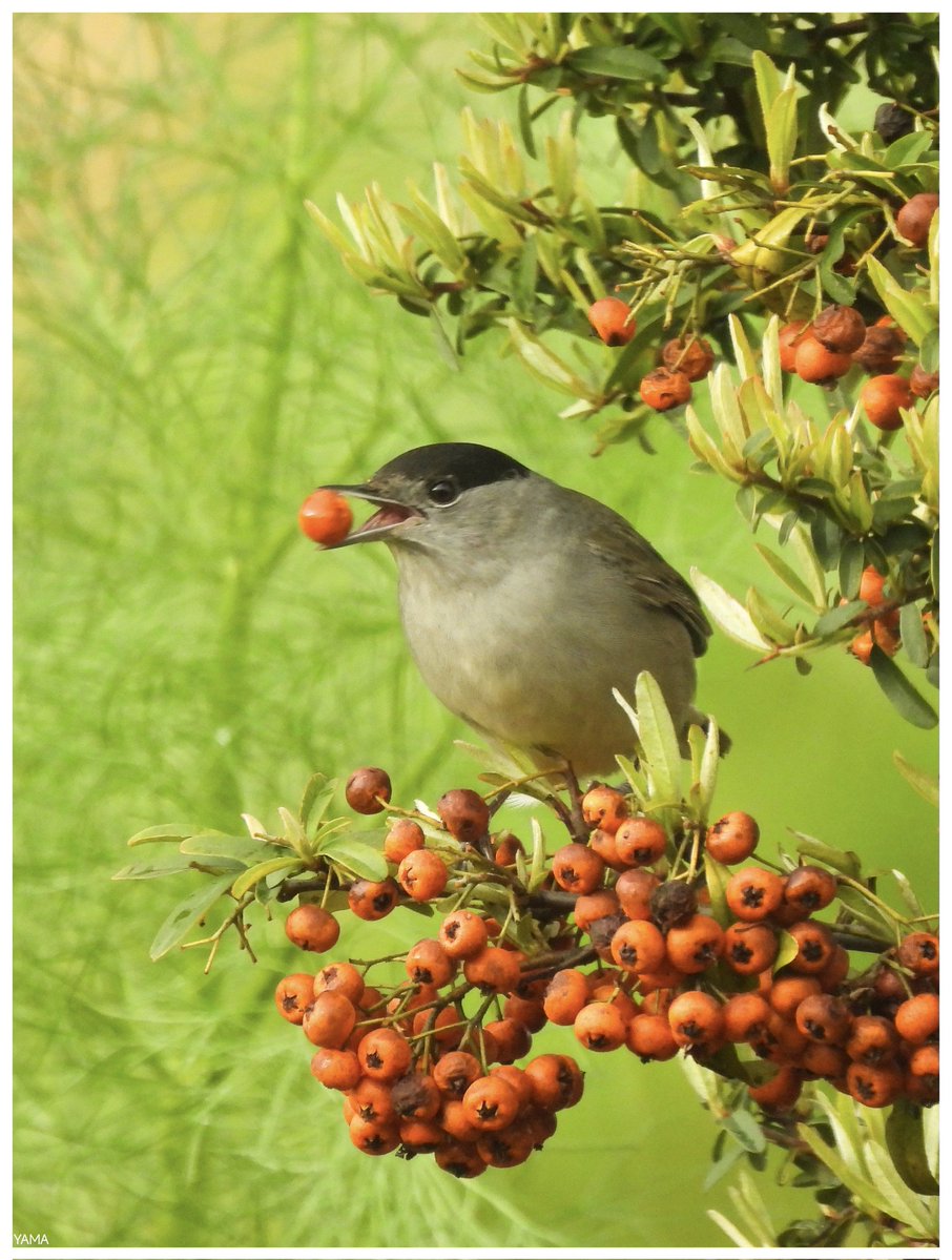 Yama 山 tweet media