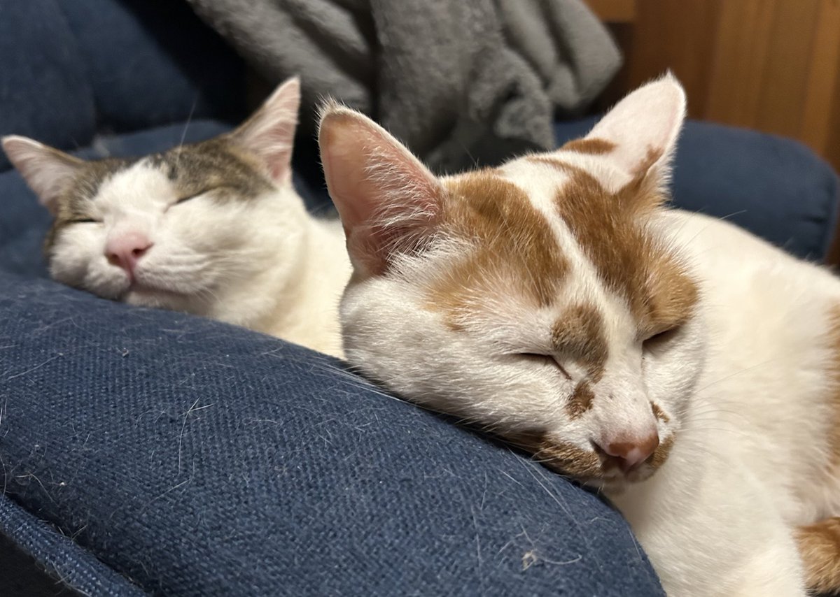 サンロク/スト6と猫暮らし tweet media