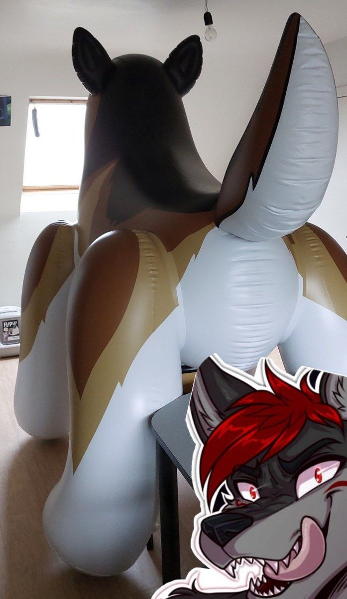 Shakou The Wolf 🎈 tweet media