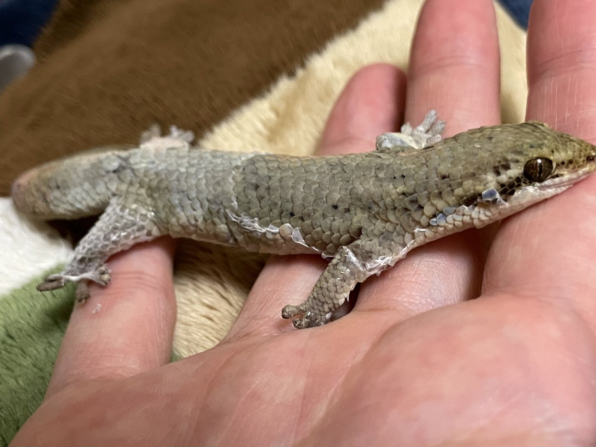 シュモ tweet media