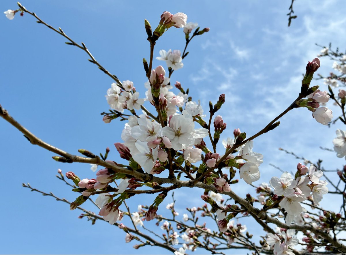 宮崎 桂 tweet media