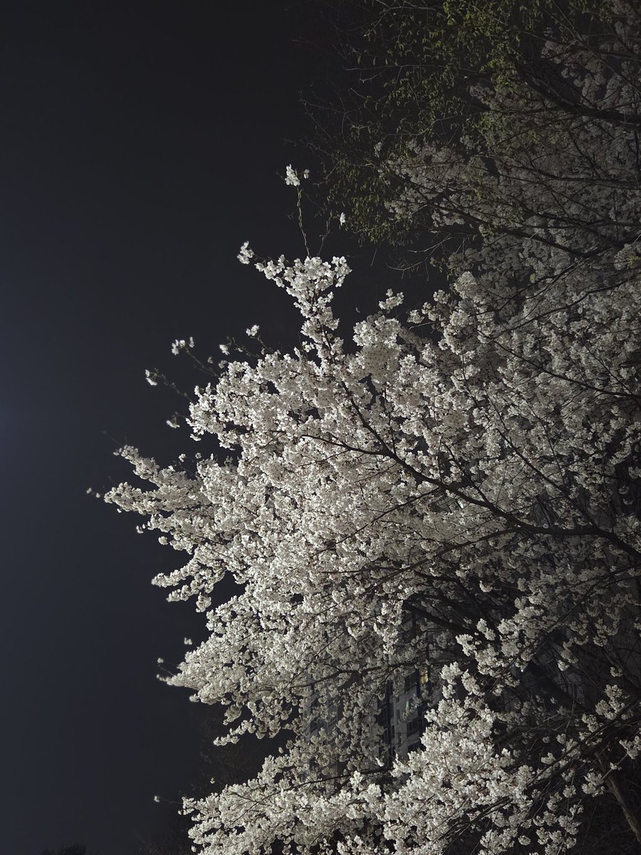 bubbletea 🌙SynF tweet media