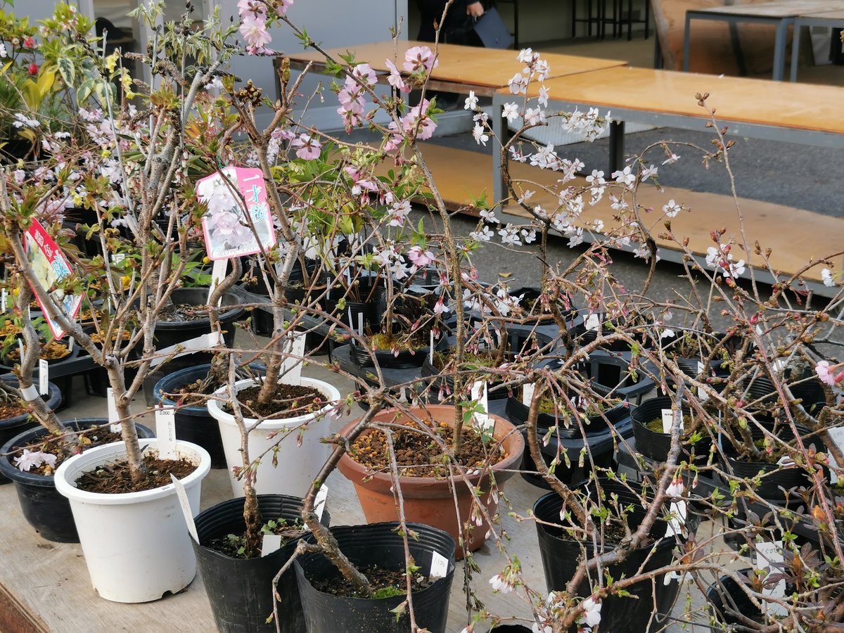 株式会社中越植物園 Chuetsu Garden Studio tweet media