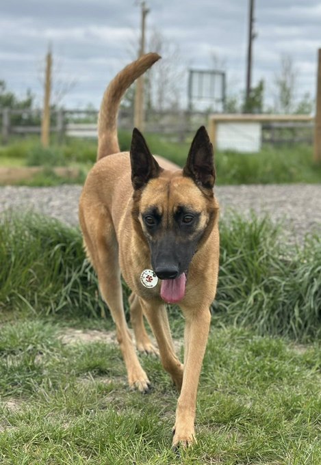 German Shepherd Rescue Elite ( GSRE ) tweet media