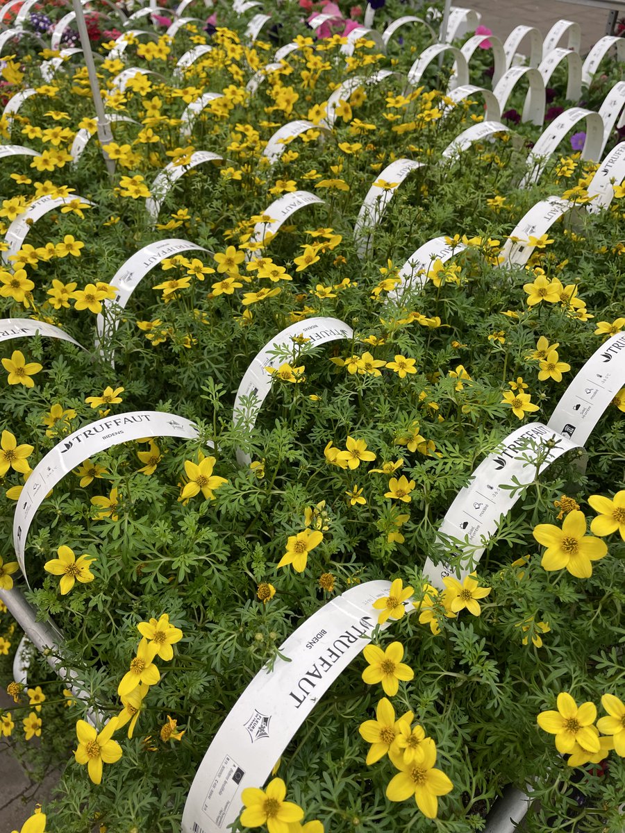 Truffaut tweet media