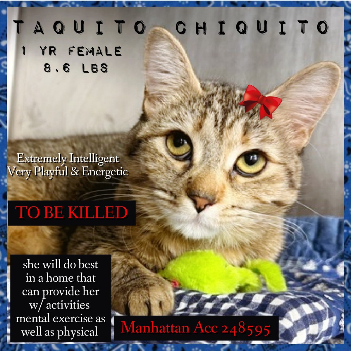 Ally Catmom tweet media