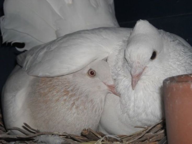 hîckįmśê tweet media