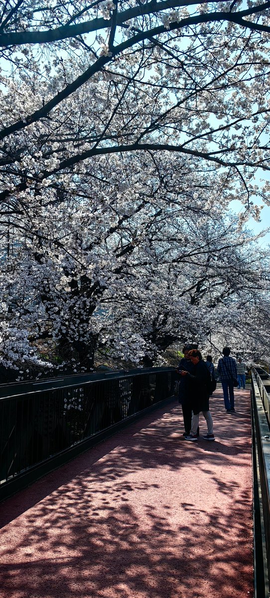 シエル tweet media