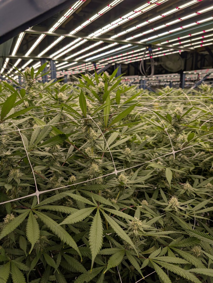 KingDgrow's tweet image. Apple Fritter #2 is looking very happy. ✨Like &amp;amp; Share✨ 💚🌱
#growyourown #cannabis #weed