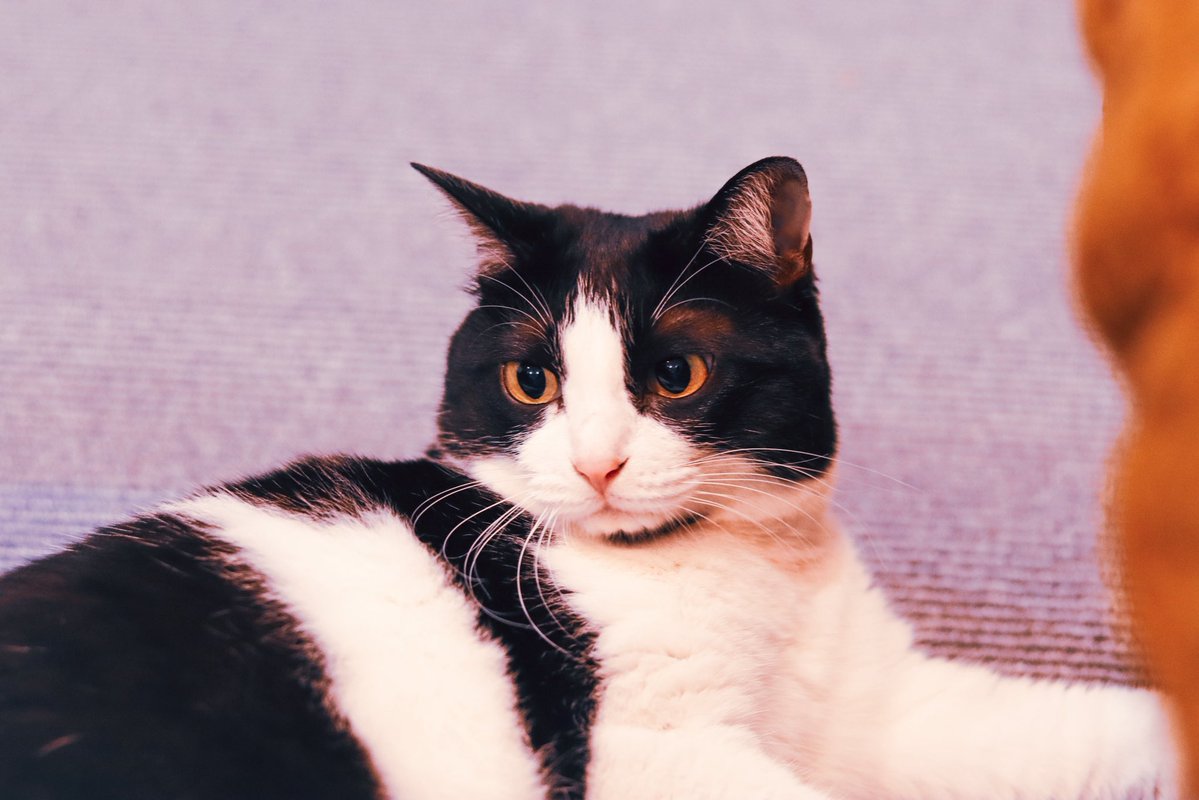 福田 展大 tweet media