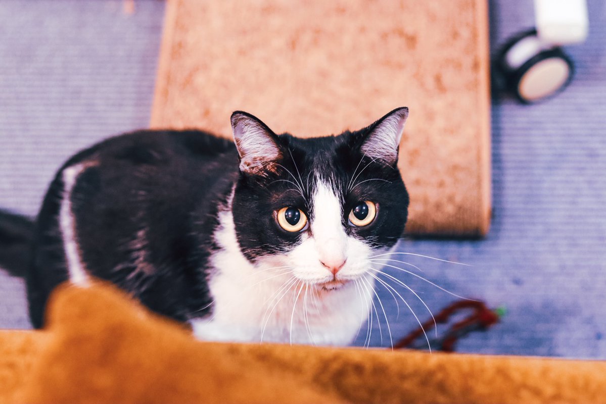 福田 展大 tweet media