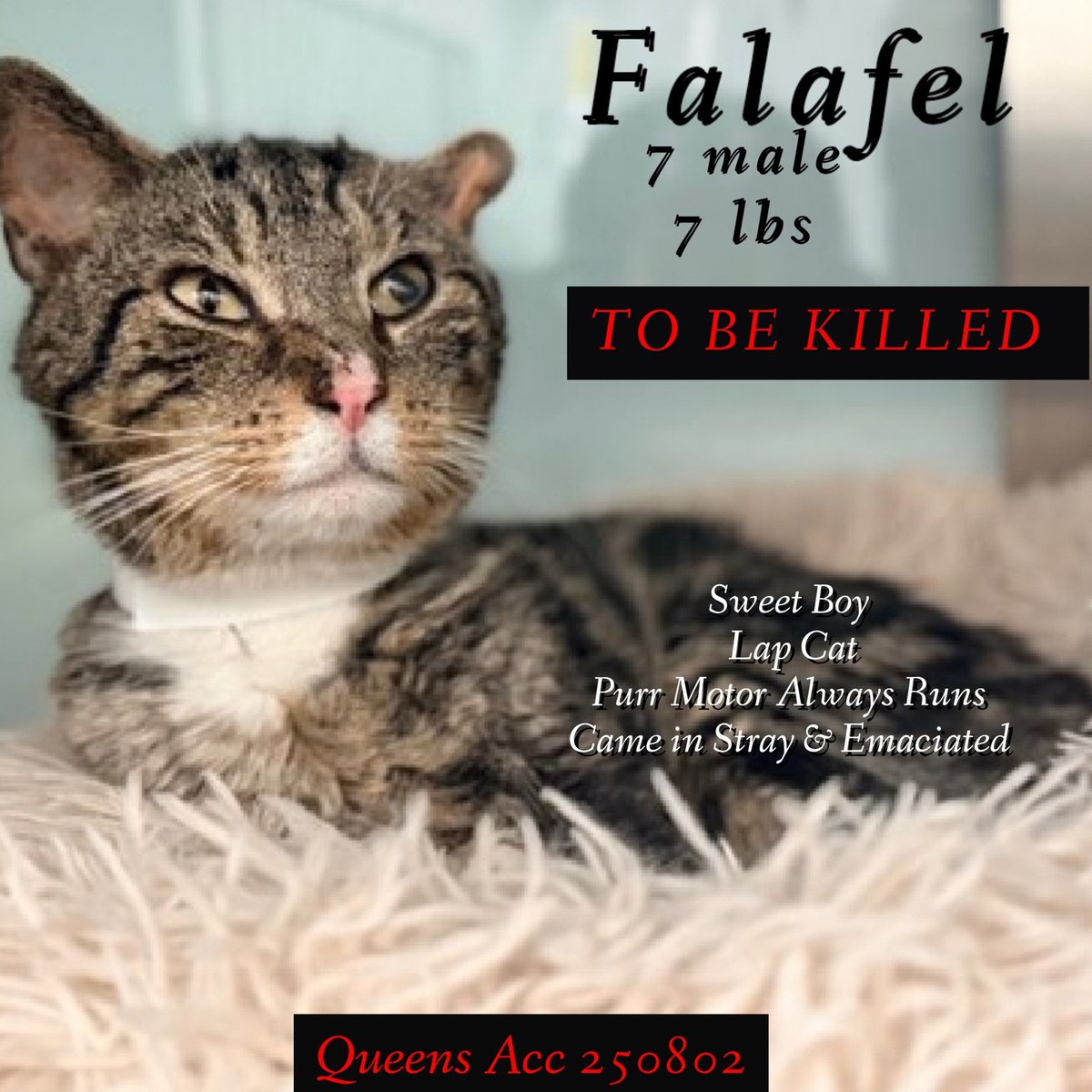 Ally Catmom tweet media