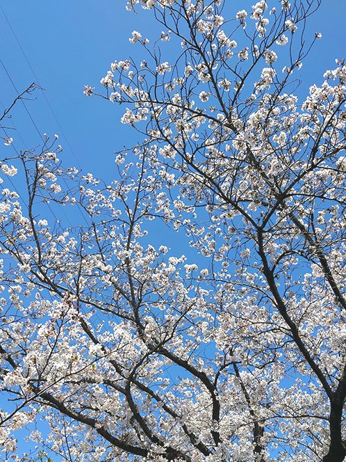 上田信舟:DW8巻12/19発売/聖闘士星矢冥王異伝DW tweet media