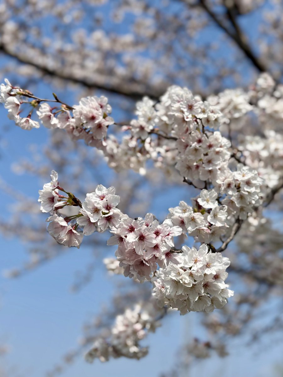 aco🌾🪽@雪山中低浮上🏂❄️ tweet media