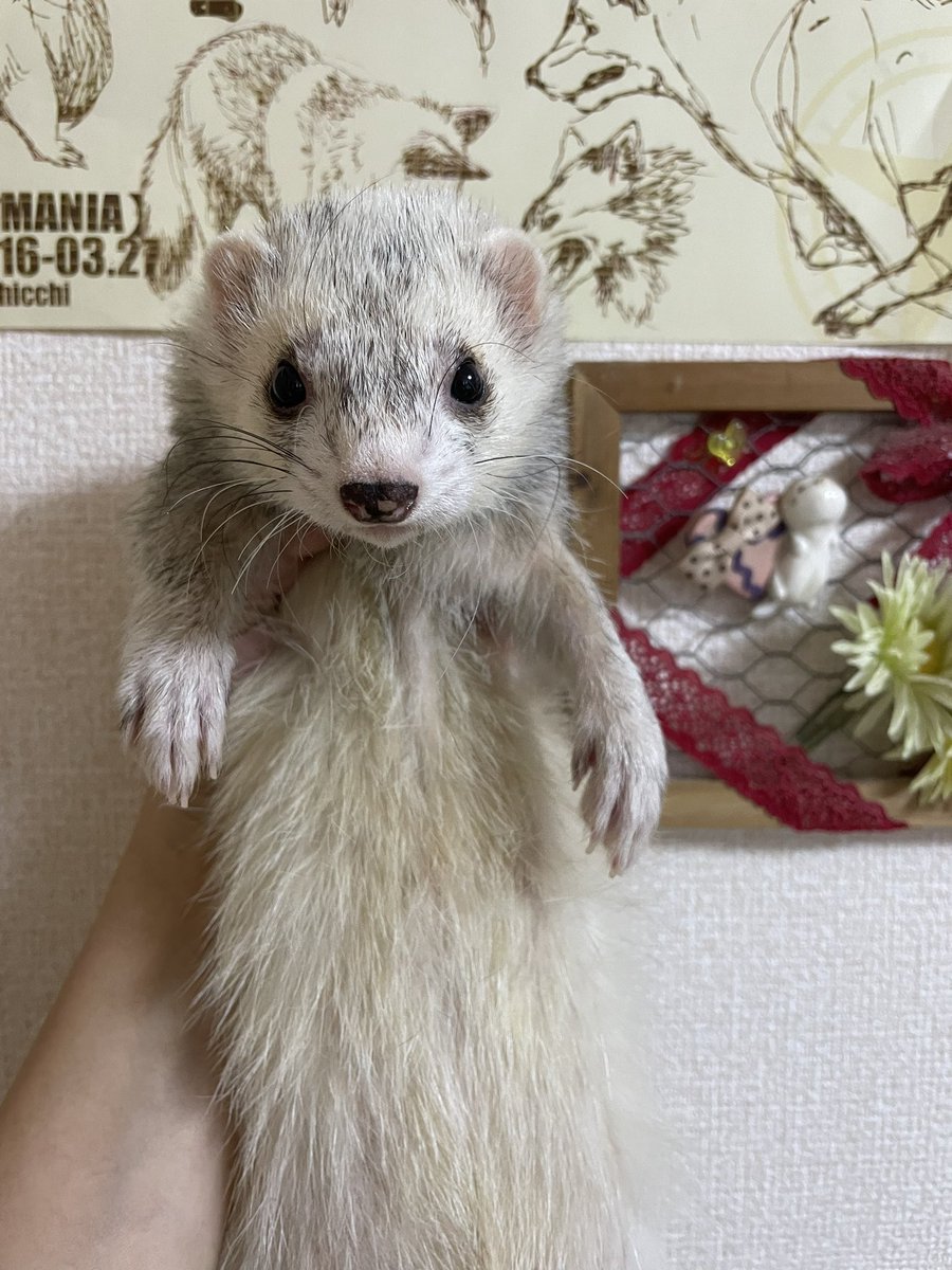 ☆ﾌｪﾚｯﾄ界のｺﾞｯﾄﾞ姐さん🍙 tweet media