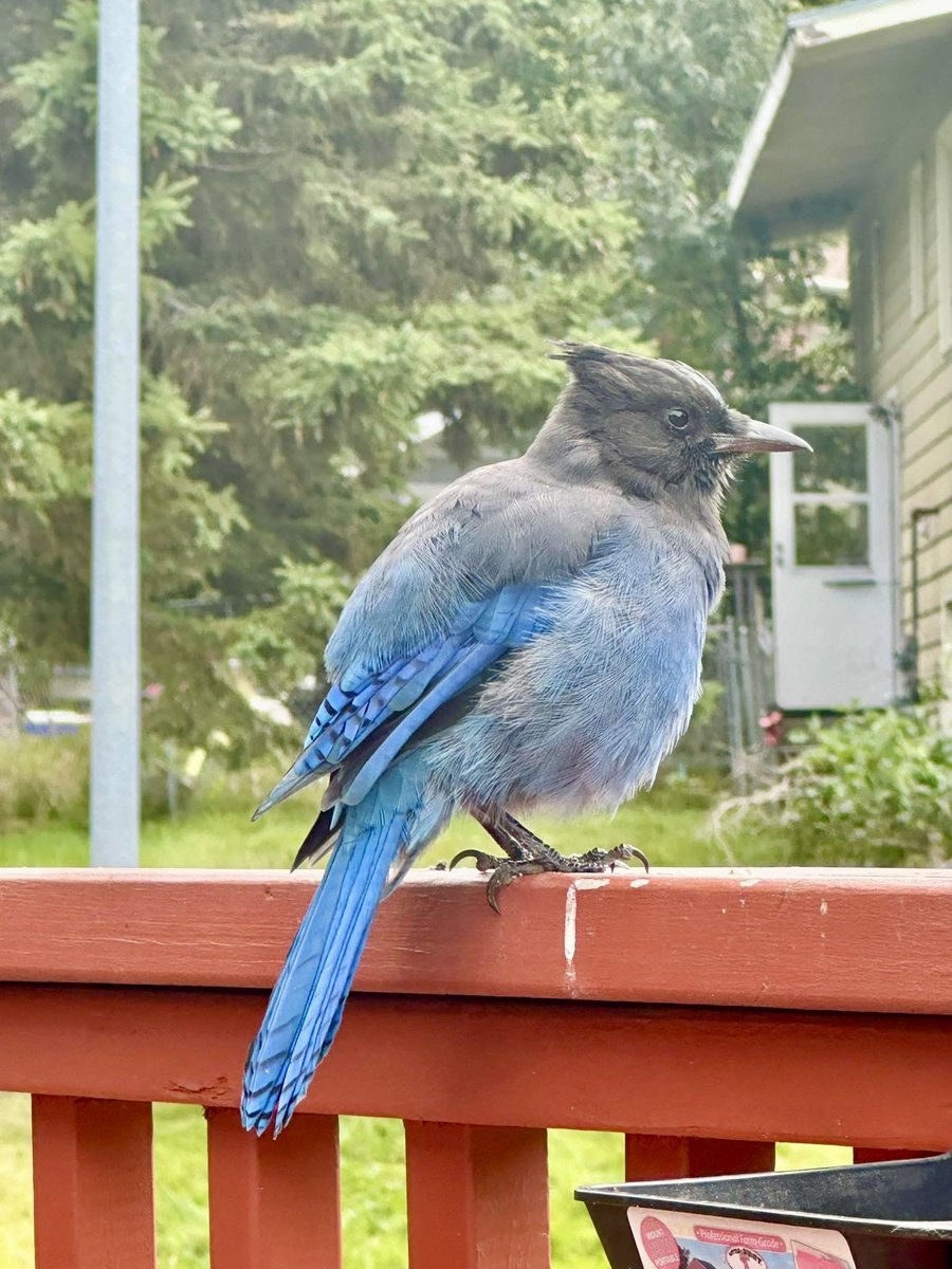 Htownfinfan tweet media