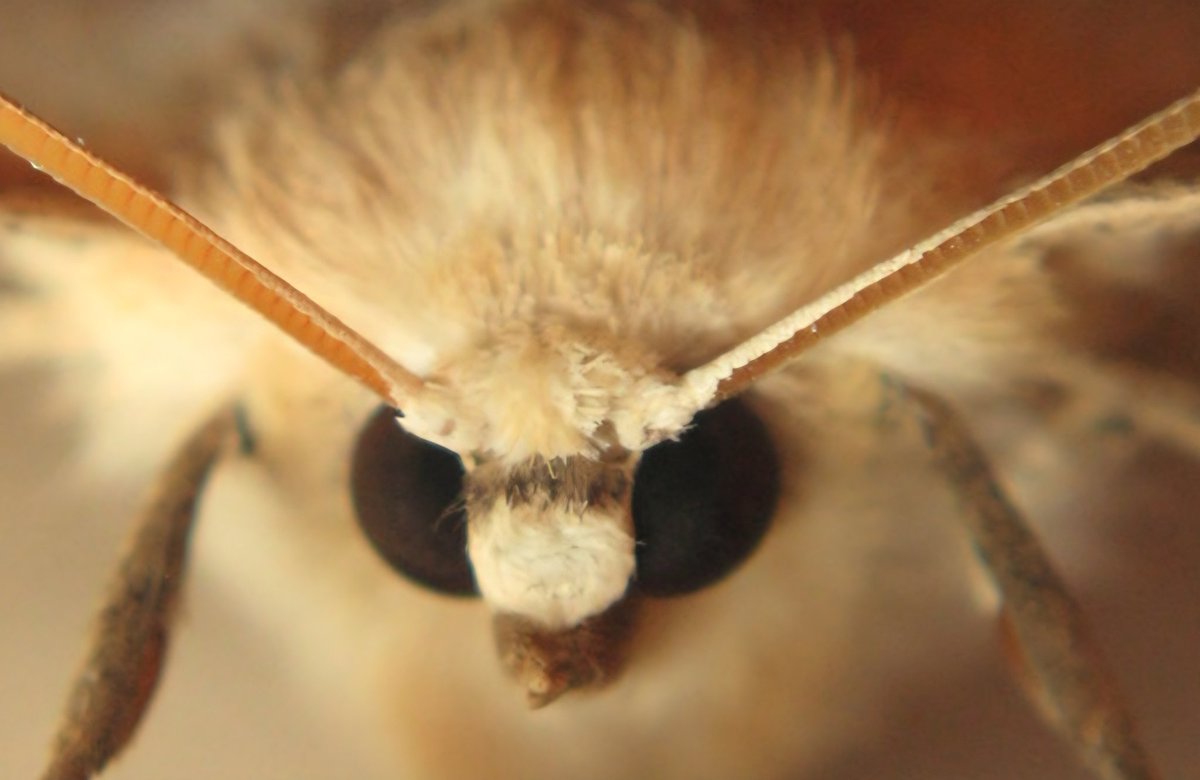 Fe_Fers Vtuber Moth💡 tweet media