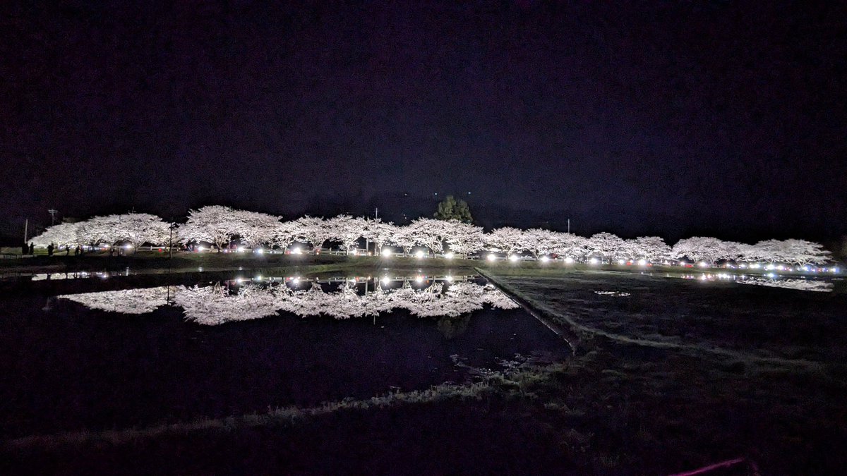 sleepernote01's tweet photo. 今日は夜桜も見に行ってきた！

田んぼの水面に映る桜も
すごくきれいだった！

 #日常垢
 #お花見
 #夜桜
 #写真好きな人と繋がりたい https://t.co/kqWcdcbI3G