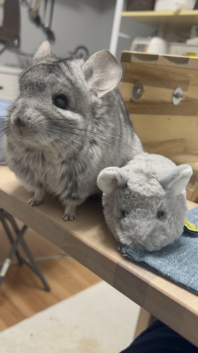 めいとオペラ tweet media