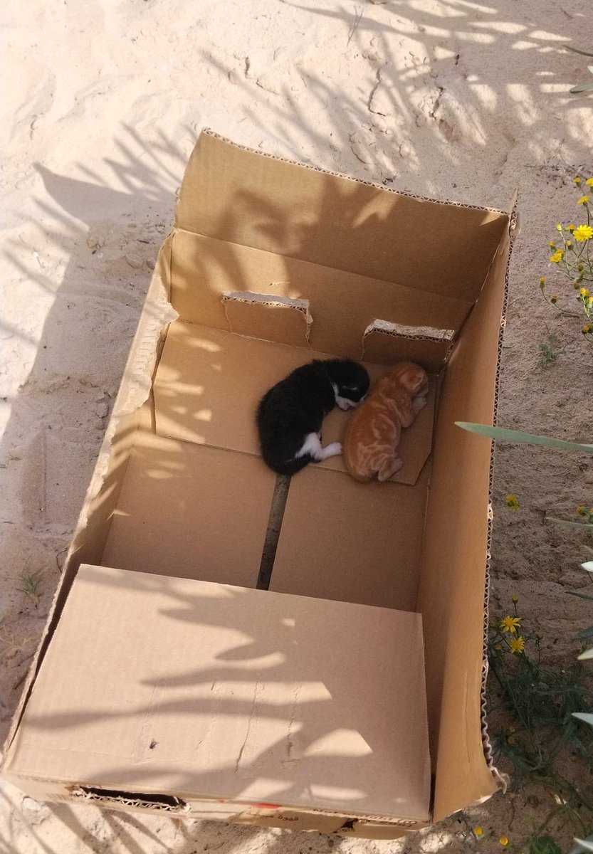 Atta 🇵🇸 tweet media