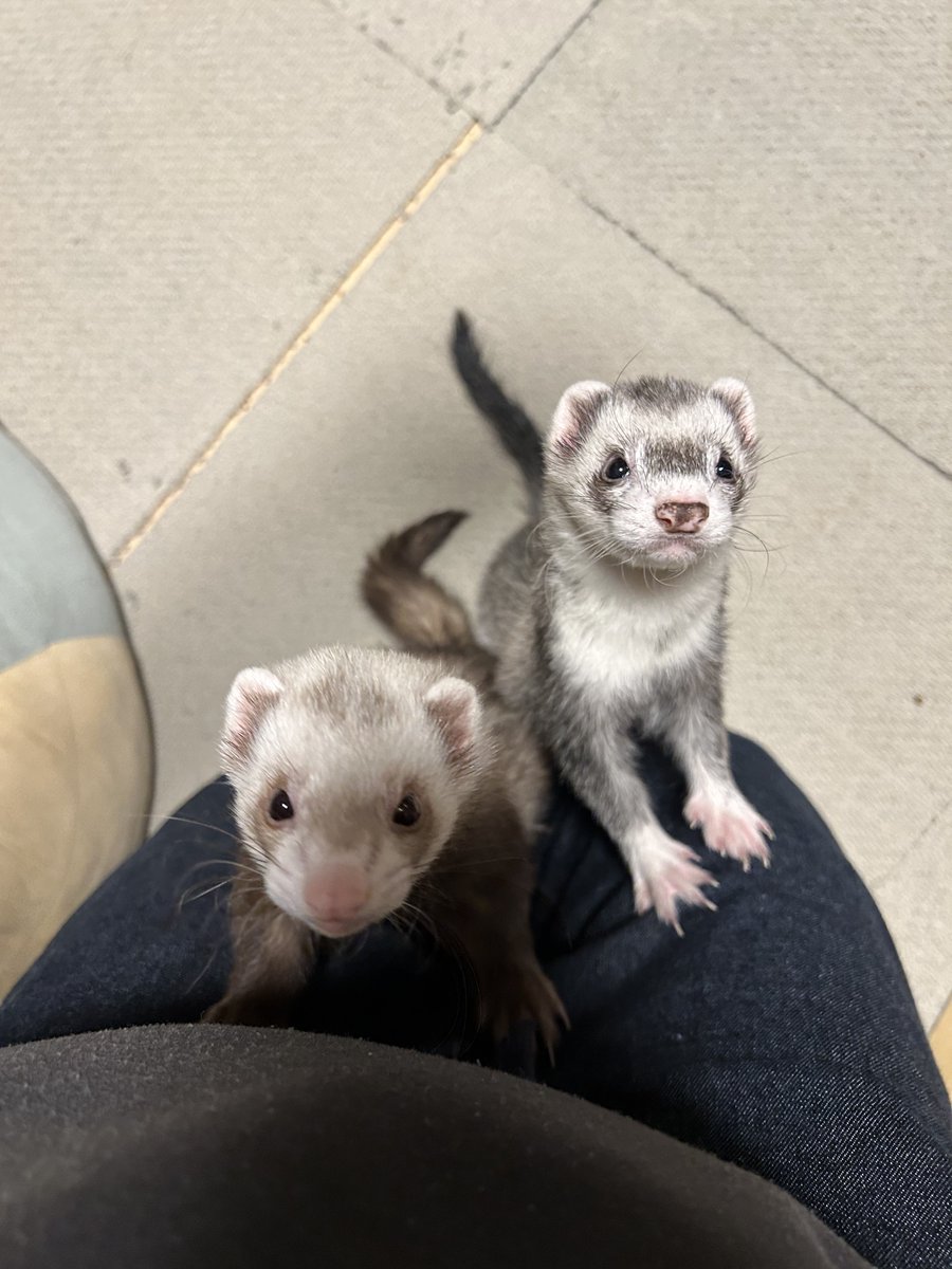 ふじつぼ人間 tweet media