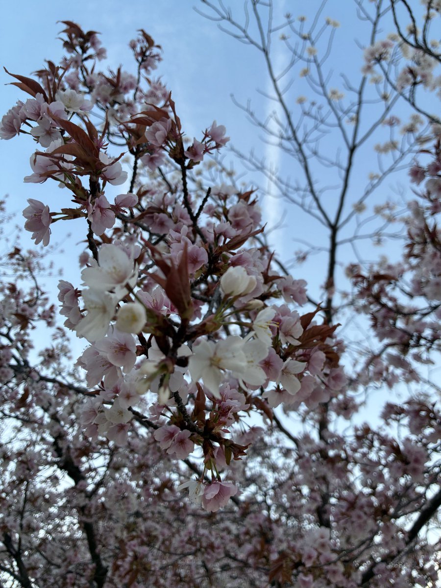 広報まい@フィック株式会社 tweet media