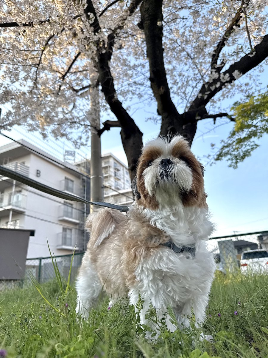 シーズーのメイくん。🐶 (@may210531) / Posts / X