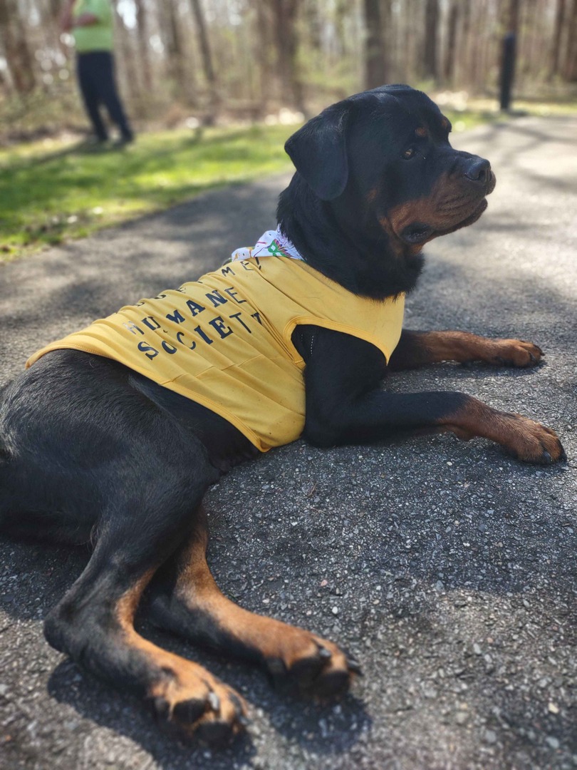 Memphis Humane Society tweet media