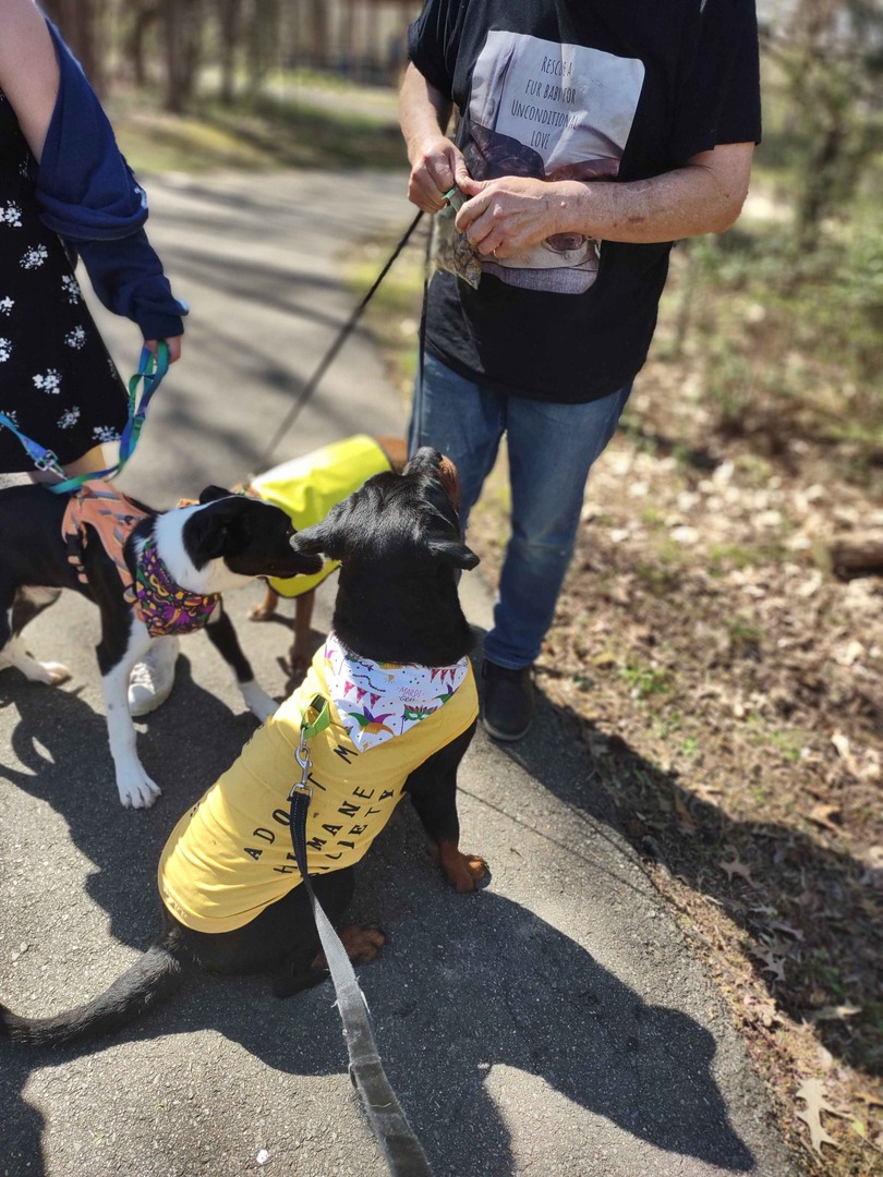Memphis Humane Society tweet media