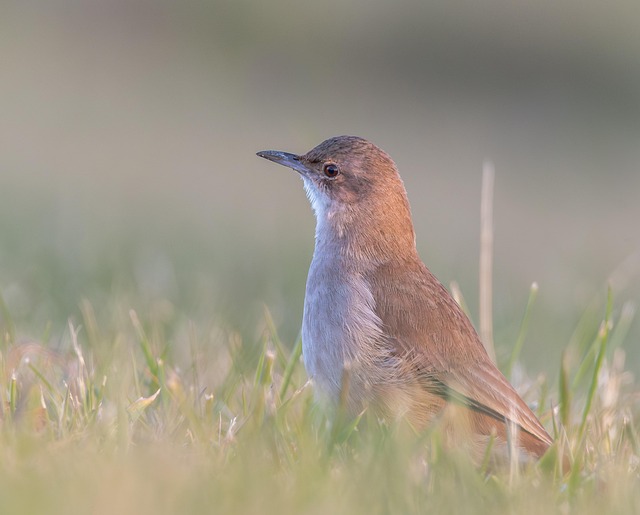 Carter Born tweet media