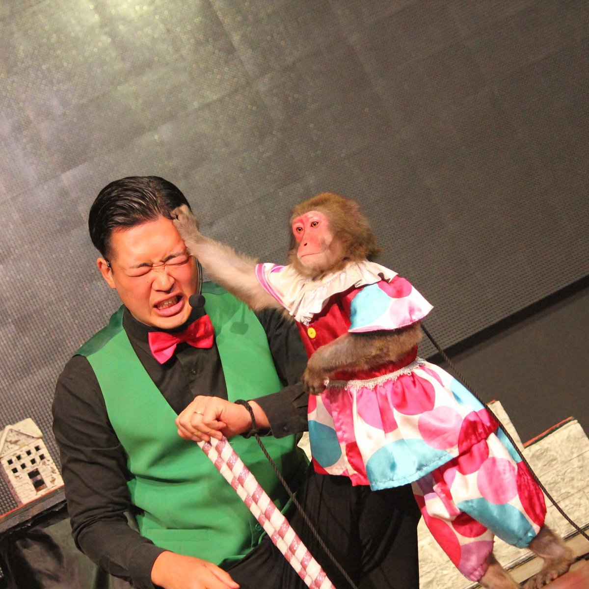 久しぶりに神戸モンキーズ劇場へ。今日は、てんてこまい💓(まい🐵 &amp; 川口 怜海👨)、まい🐵ちゃんは、相変わらずめちゃくちゃ可愛かった‼️ ＃monkey ＃猿まわし ＃猿回し