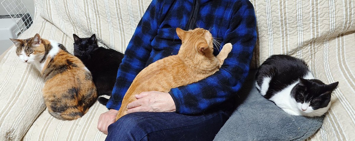 サビ猫しぇりのツンデレ日誌 tweet media