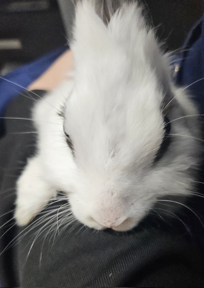 토끼 MingMing tweet media