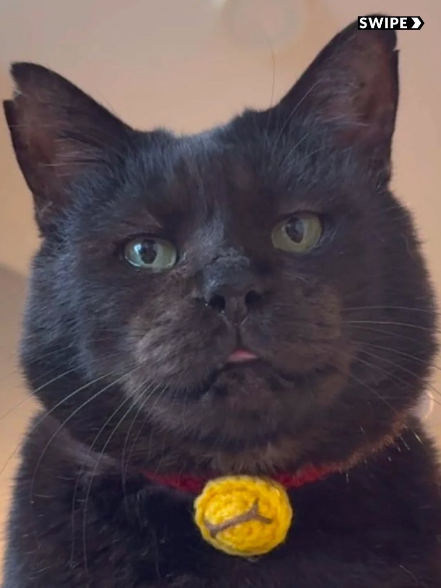 We don't deserve cats 😺 tweet media