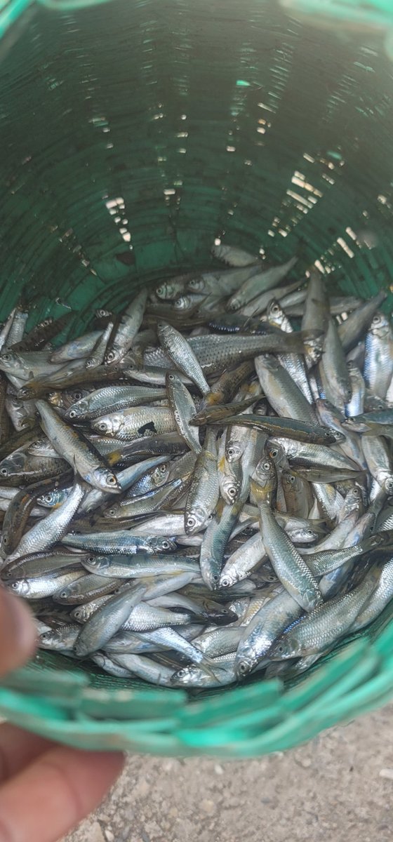 2mindfullness's tweet image. माछा चिनौं?
#kamala #river #fish