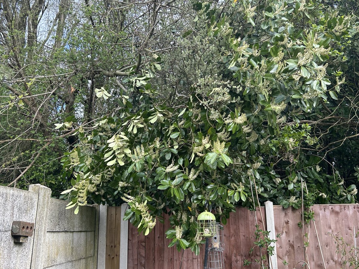 original tweet media