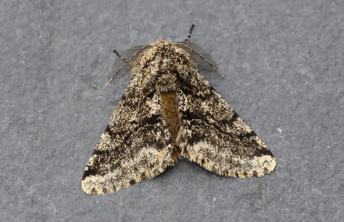DaveHobbyHutton's tweet photo. Brindled Beauty (Nuneaton,Warks 3/4/26) #teammoth https://t.co/RjhPxhKsFs