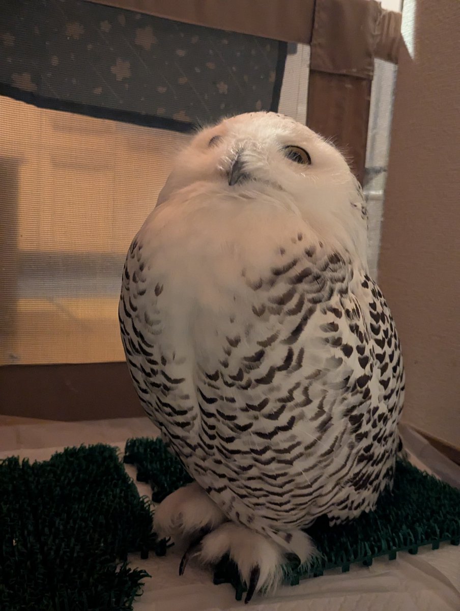 ☁ぽぽ☁シロフクロウ tweet media