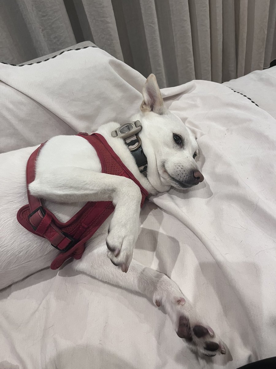 白と黒のいぬ tweet media